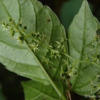 Gynostemma pentaphyllum (Thunb.) Makino